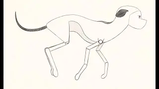 Real Animator Training- Quadruped- Single Suspension Gallop