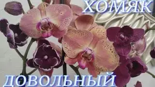 №731/ ОХ и НАКУПИЛА !!! ХОМЯК довольный.