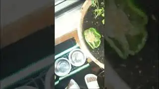 week 1 of growing green pepper(bell pepper)