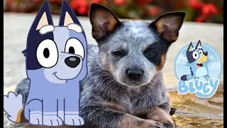 Bluey Characters in Real Life | JD Cars Toys
