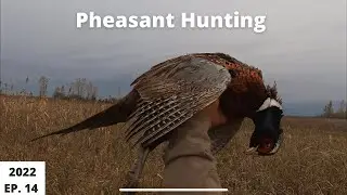 Quick pheasant hunt before storm EP. 14