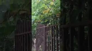 Hail in subtropics! Sochi, Russia