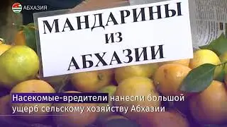 Неизменный атрибут новогоднего стола — ароматные мандарины — под угрозой
