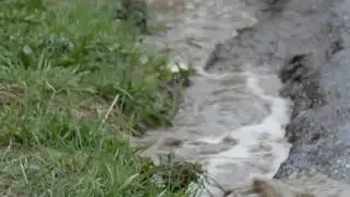 The Call of The Wild
