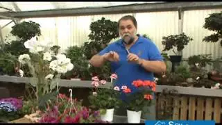 Geranios: trucos y consejos