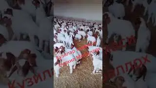 кузиларни куринг