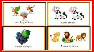 Collective noun for kids | examples of collective nouns with picture | collective nouns for person