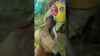 Наглая лиса и страшные звуки #лиса #fox #животные #лисаальма
