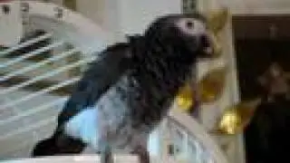 Parrot Waa WaaCrying like a  Like a Baby