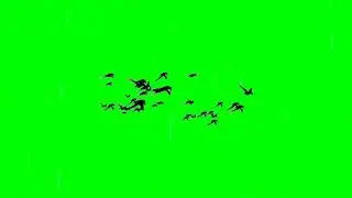 Birds flying | Birds flying green screen | Birds flying green screen effect | 12