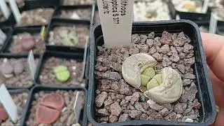 The most important things about lithops. Caring for lithops in winter. Cacti.