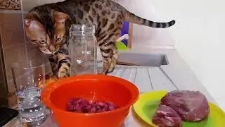 Бенгальский кот, Лео, ворует мясо