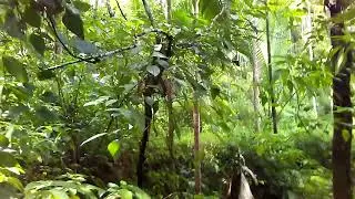 Nature heaven | kerala wild life | 17 November 2017