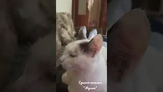 Кошка спит на хозяине 