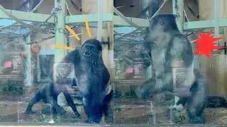 Gorilla Gentaro Tackles the Window Twice | Momotaro Family