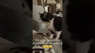 HAHAHAHAHA CYA!😼😼😼😼 #mean #cat #fypシ゚viral #brain #braintest #memes #funny #comedy #brainteaser
