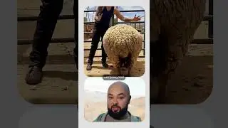 An unusual jacket on a sheep changed everything!