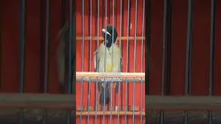 Amazing Morning Melody by Beautiful Birds! Discover the Magic of Samyong Chirping