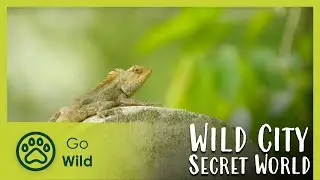 Secret World | Wild City 5/6 | Go Wild