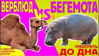 Пушистые факты