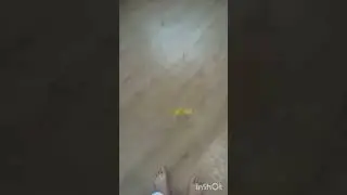 лопнул шарик