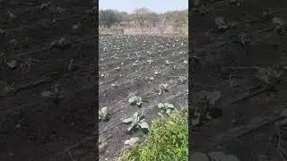 Cabbage planting