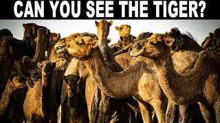 NO ONE CAN FIND ALL THE HIDDEN ANIMALS!!4 | FIND THE HIDDEN ANIMALS |100% FAIL | PUZZLE | BRAIN TEST