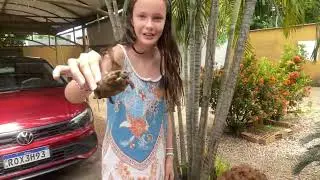 My new tortoises