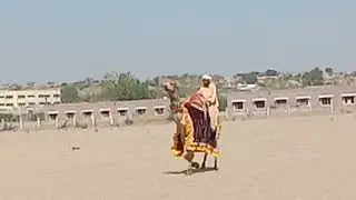 resing Camel 🐪🐫 romance desert animals Camel 🐪