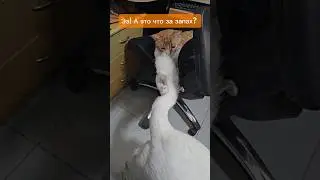 Опахало