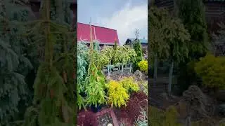 Сосна Шантри Блю ) продажа в моей группе телеграмм 