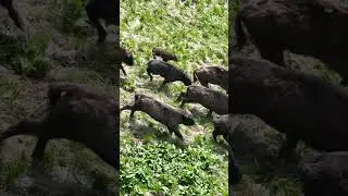 Дикие зубры несутся по склону высоко в горах!!