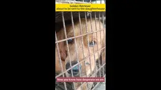 We've rescued thousands of these desperate dogs
