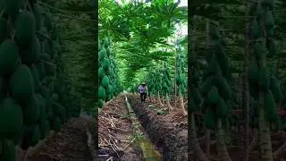 Red Lady papaya cultivation.. #trending #youtubeshorts #farming