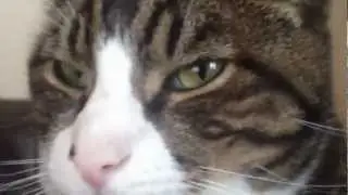 iPhone 5 1080p Video Quality Test