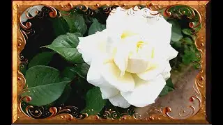 Э Т И _ Б Е Л Ы Е _ Ц В Е Т Ы