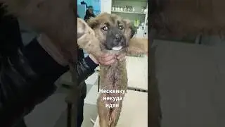 Несквику некуда идти💔
