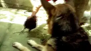 LA POLLITA TODA UNA LOQUILLA 😂 | LA COCOLECA VS PASTOR ALEMÁN / RAMDON :P