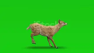 deer run green screen