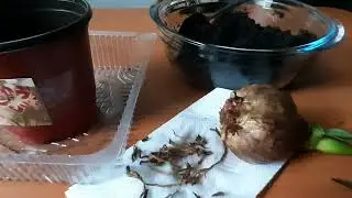 Амарилис. Новая история. Как делать нельзя!