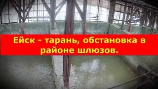 Ейск - тарань, обстановка в районе шлюзов. Нерест тарани.