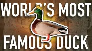 This is the Most Famous Duck in the World