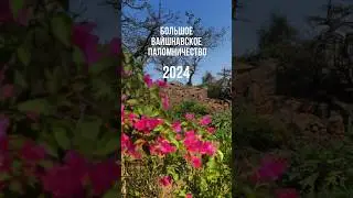 Большое вайшнавское паломничество - 2024. Сева Кундж #сознаниекришны #vrindavanyatra