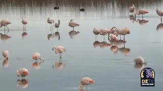 Happy International Flamingo Day! 🦩