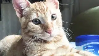 Sleeping Cat