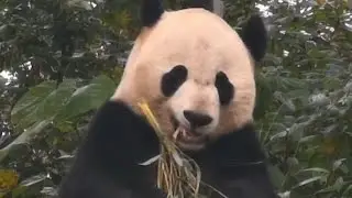Visit Bei Bei at Bifengxia Panda Base! 💘🐼👑🌲💘