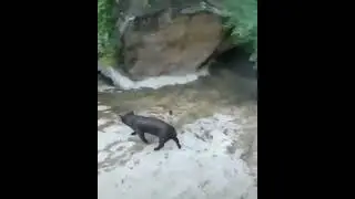 pig enters the alligator pit
