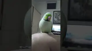 great parrots