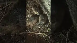 пересадка малышей нутрий