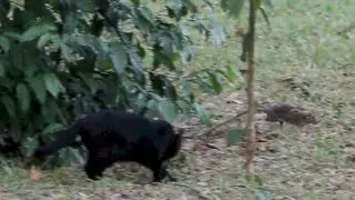 Most Epic Cat vs Rat Fail In Thailand History Caught On Tape - Mike Swick
